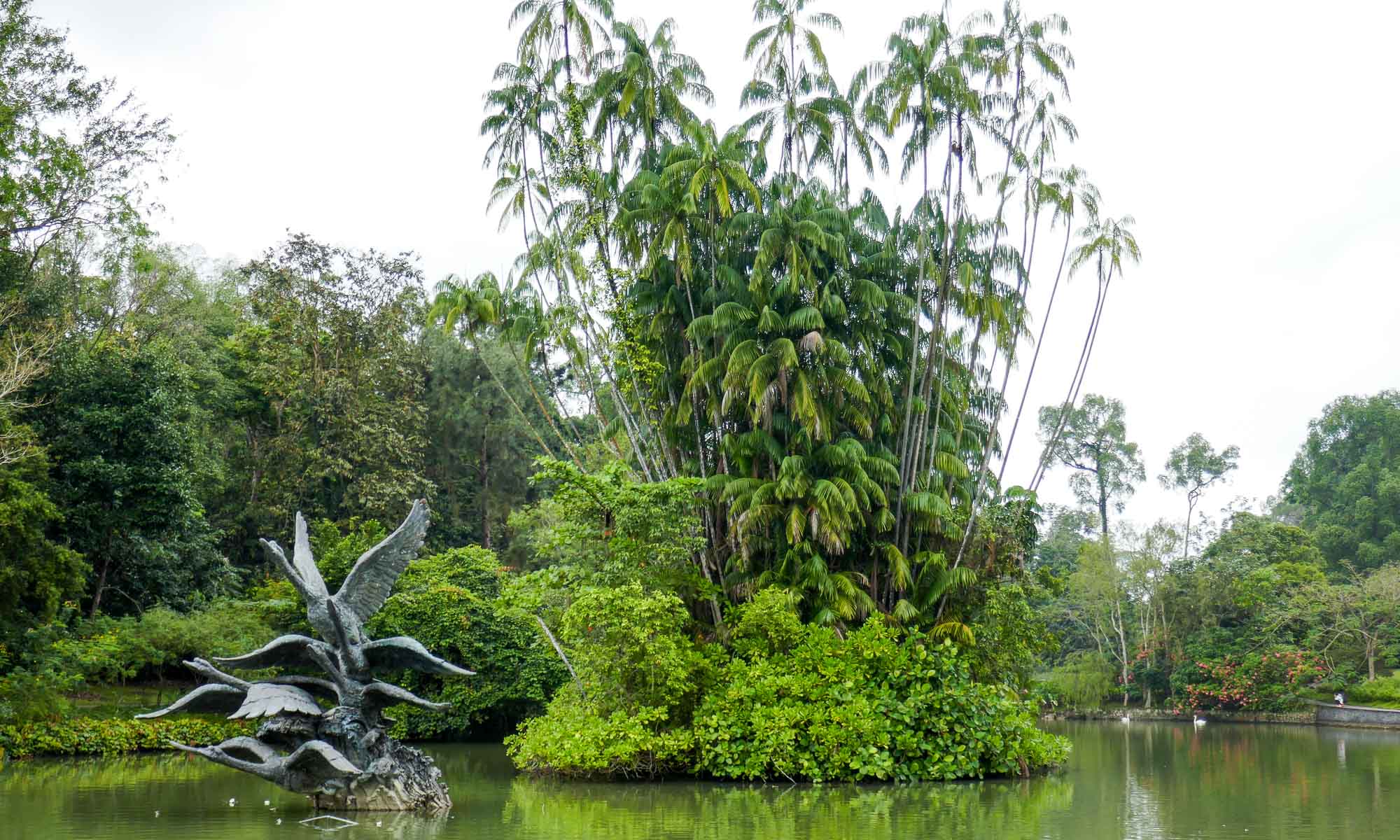 Swan Lake, Botanic Gardens, Singapore