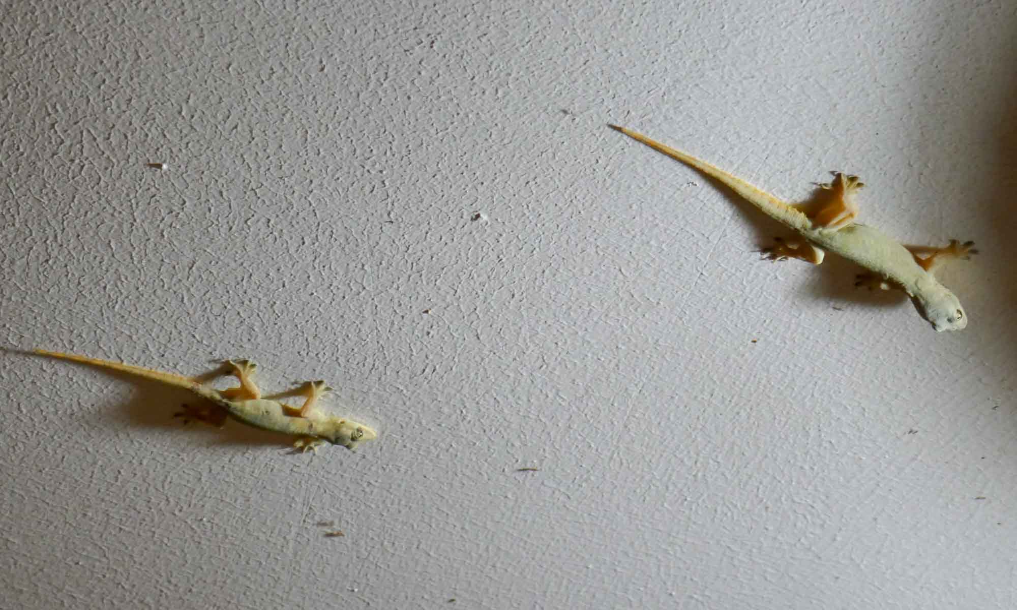 A lot of geckos (and their excrement) at the hotel