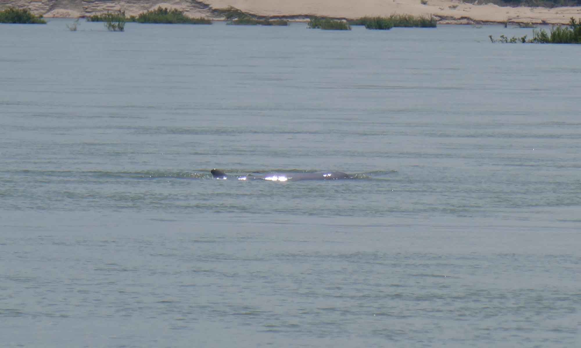 An Irrawaddy dolphin, now you see it - now you don't
