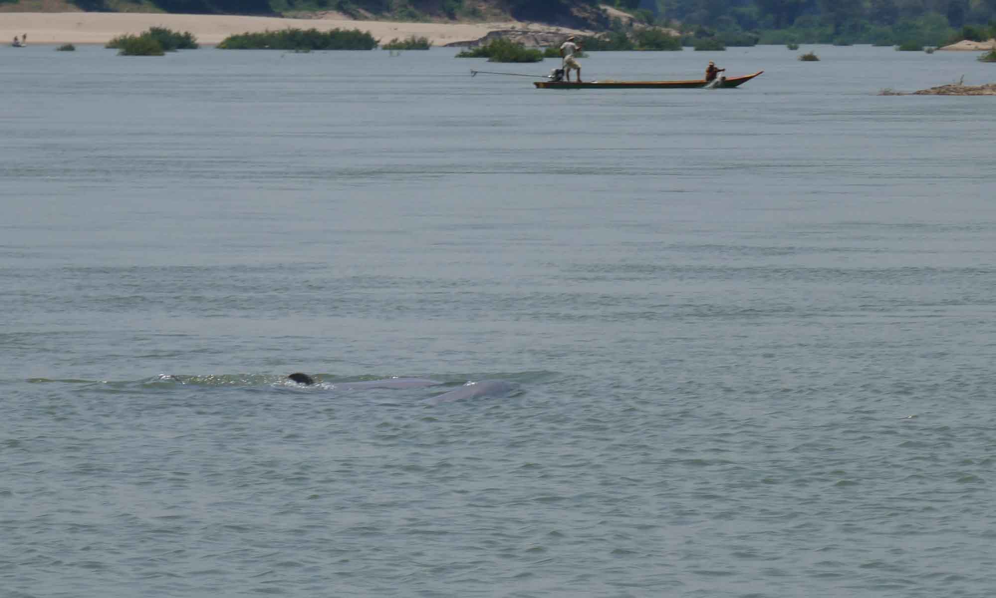 Two Irrawaddy dolphins!!