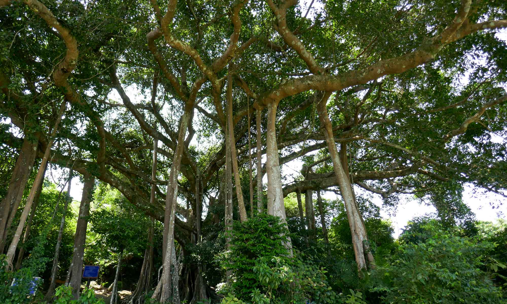 The 1,000 year old banyan tree