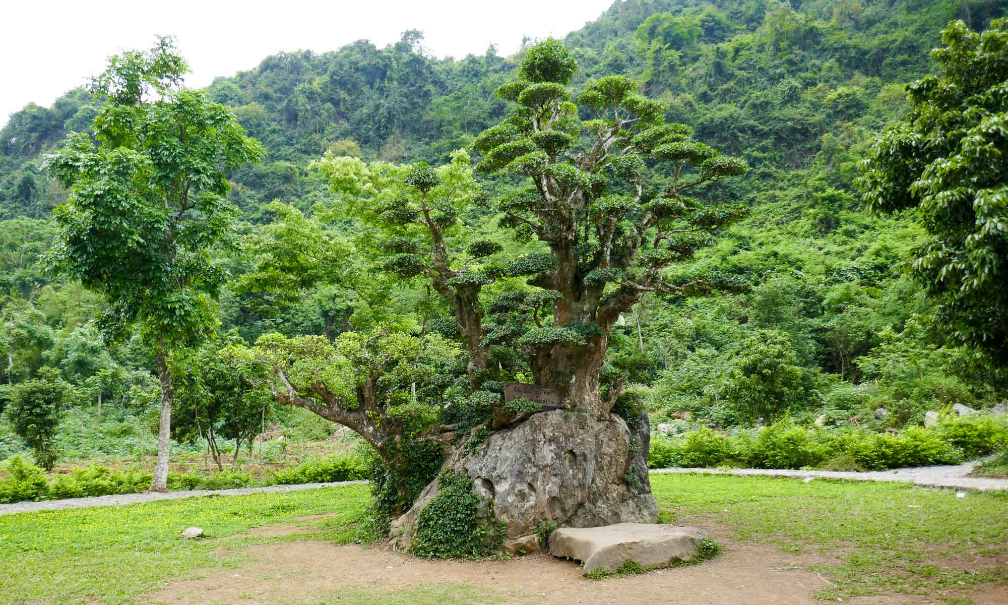 The thousand year old tree