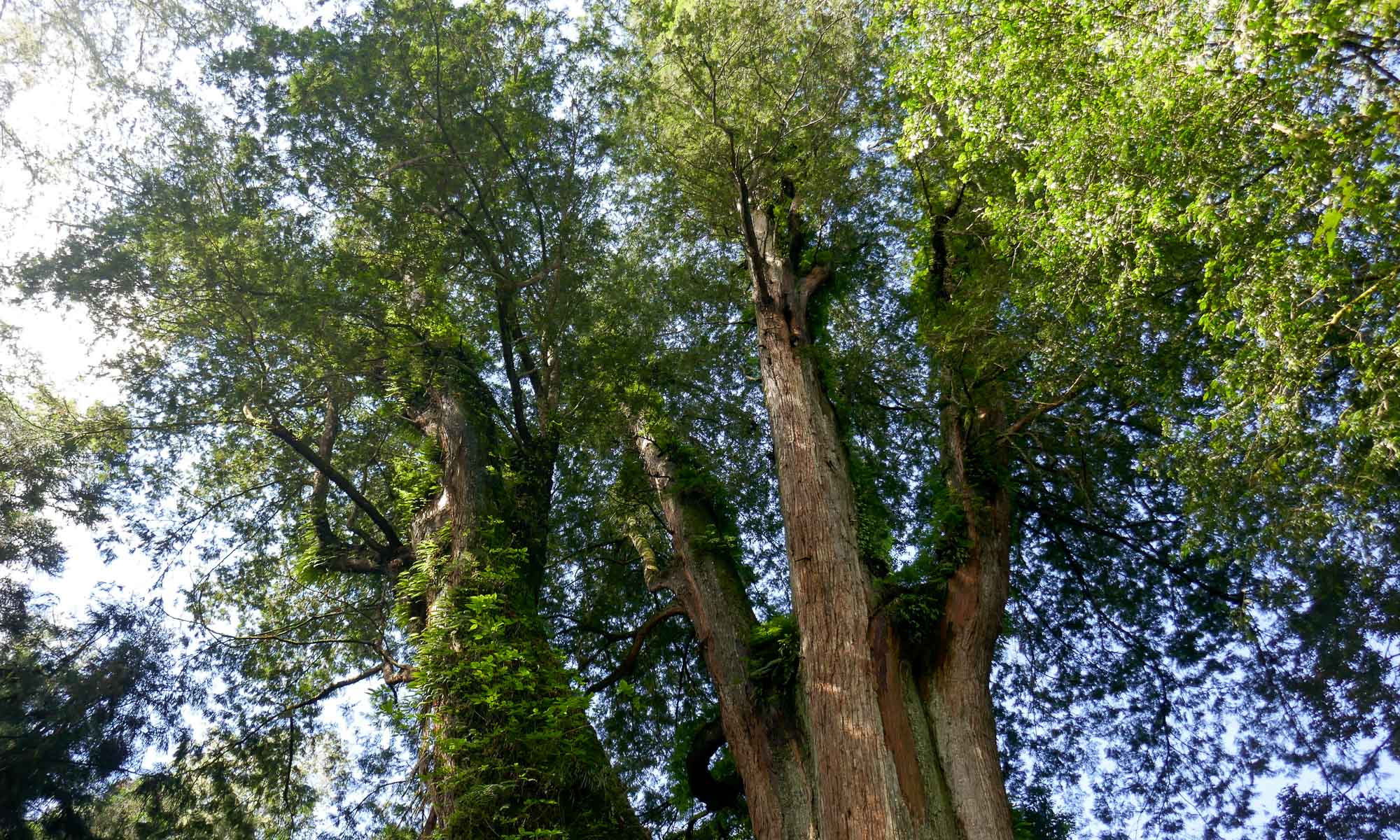 Giant trees
