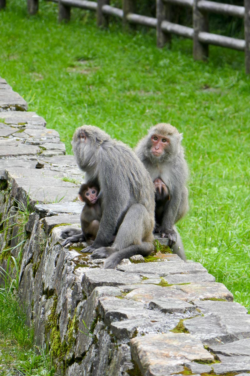 Formosan macaques in Yushan National Park