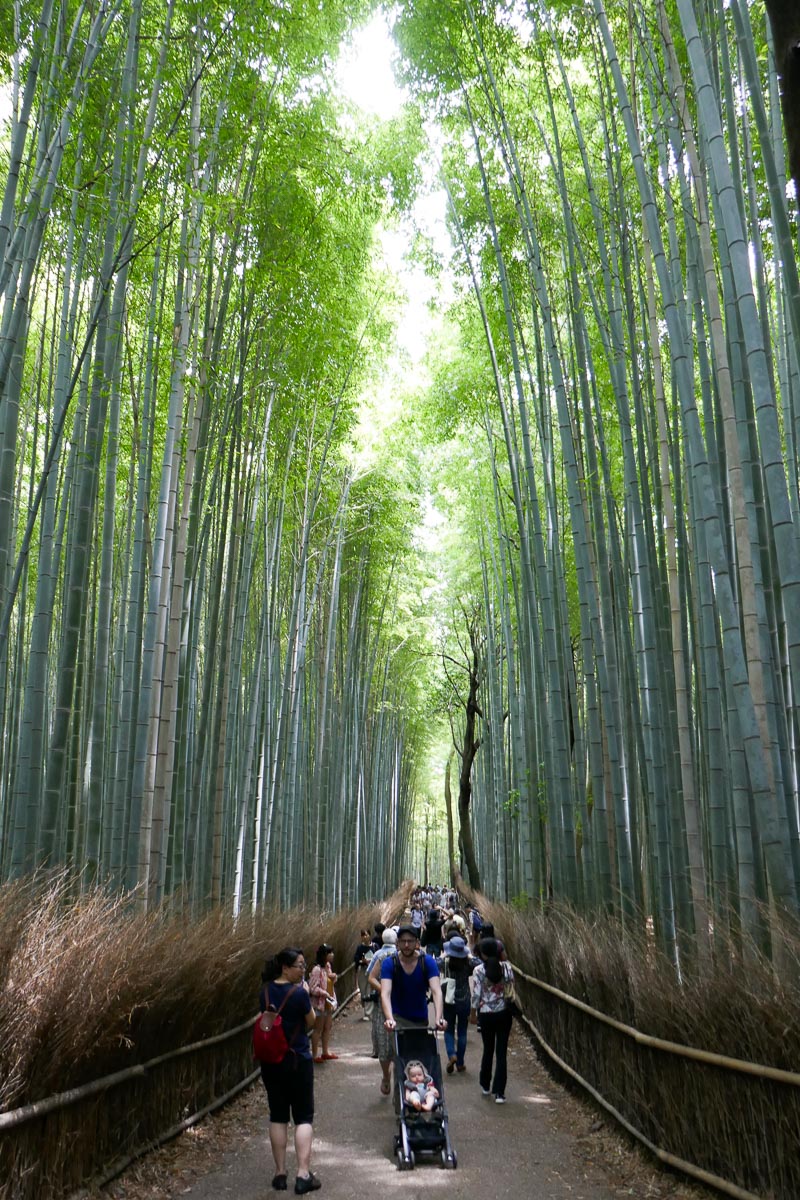 Crowded bamboo forest