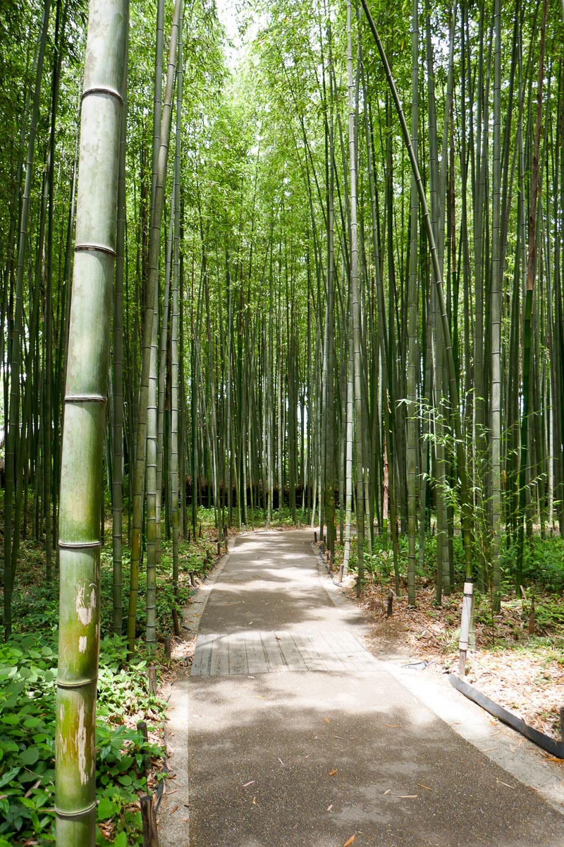 But the Bamboo Forest Trail a little further was more quiet