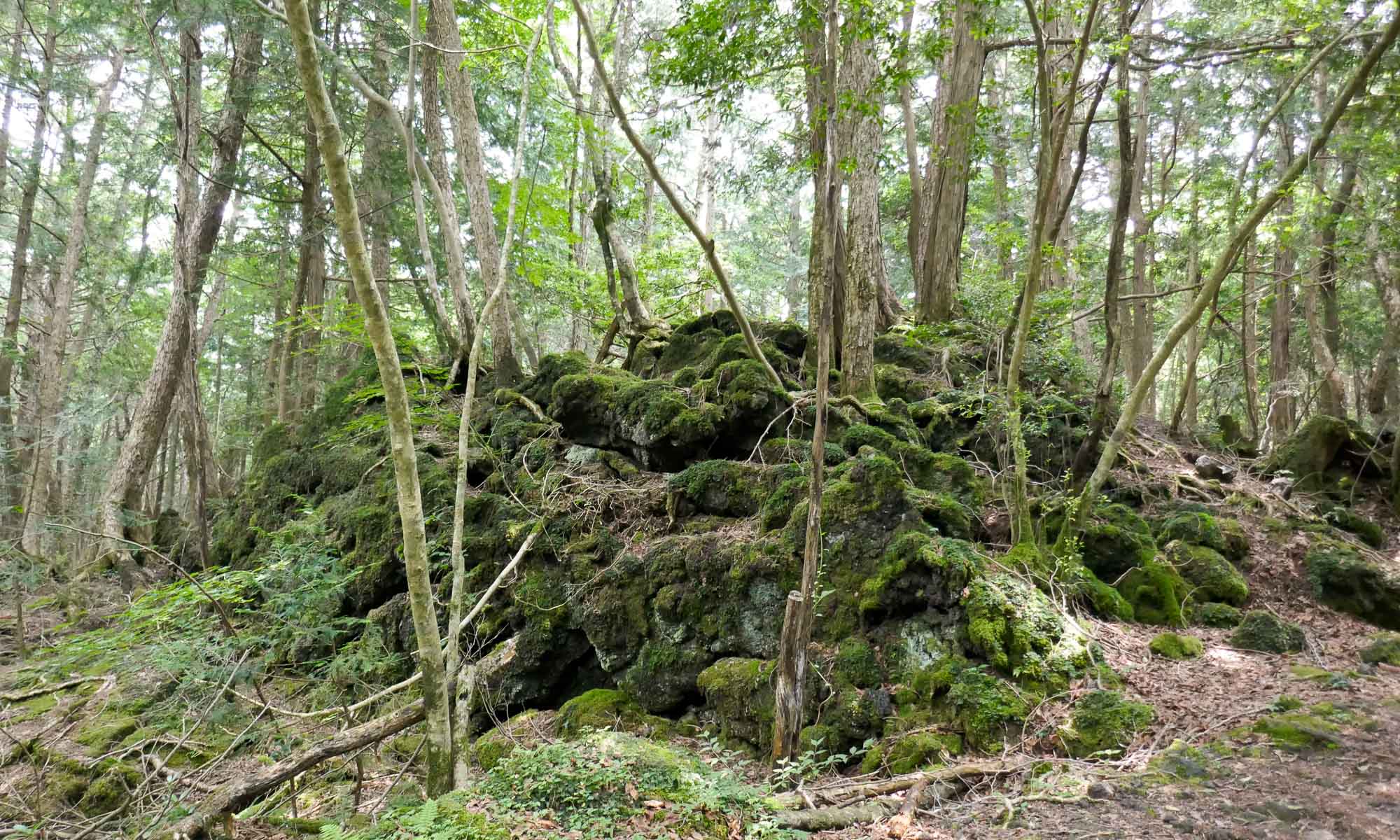 The forest lies on 35 square km of uneven (Fuji) lava ground, covered with moss