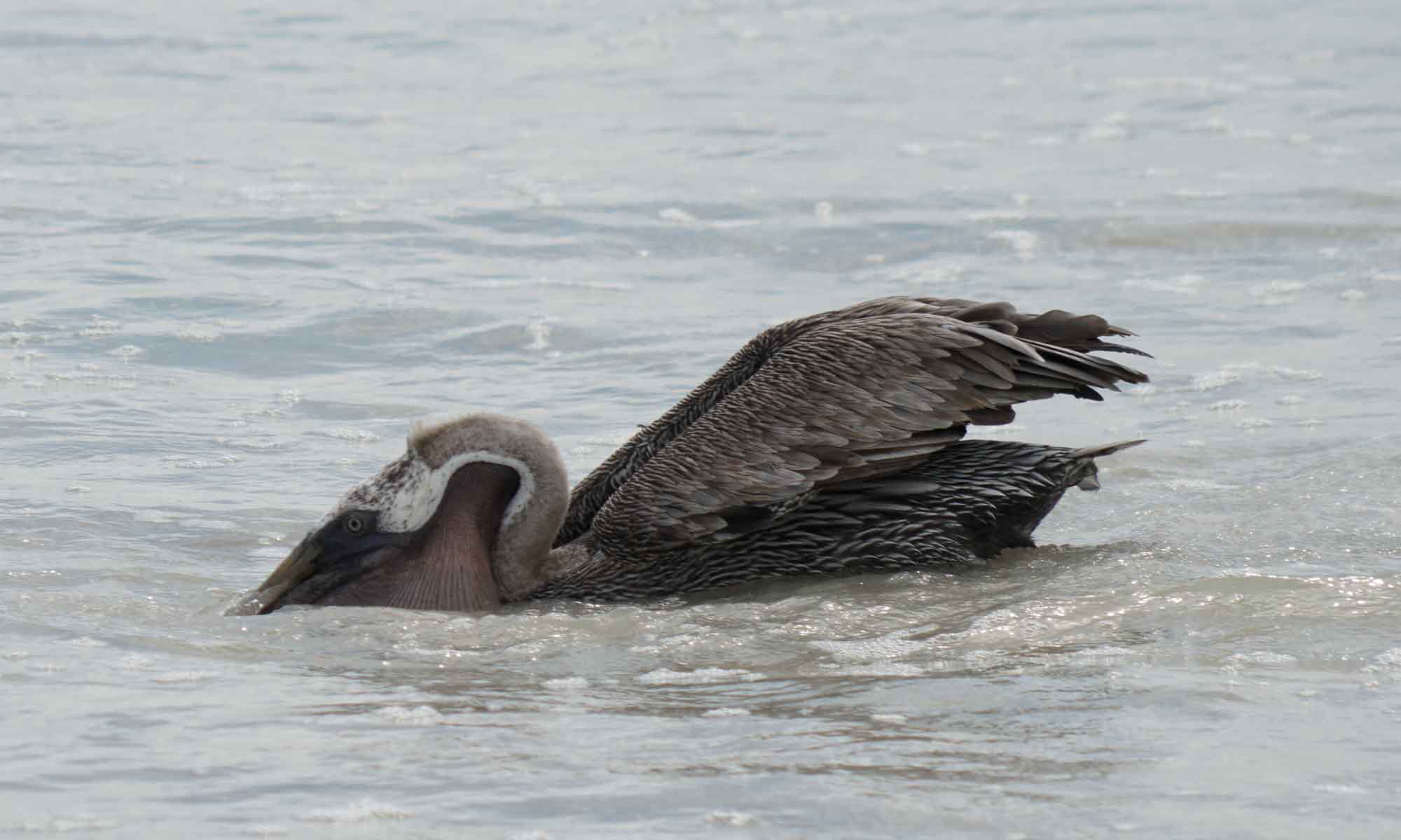 A pelican grabbing some seafood