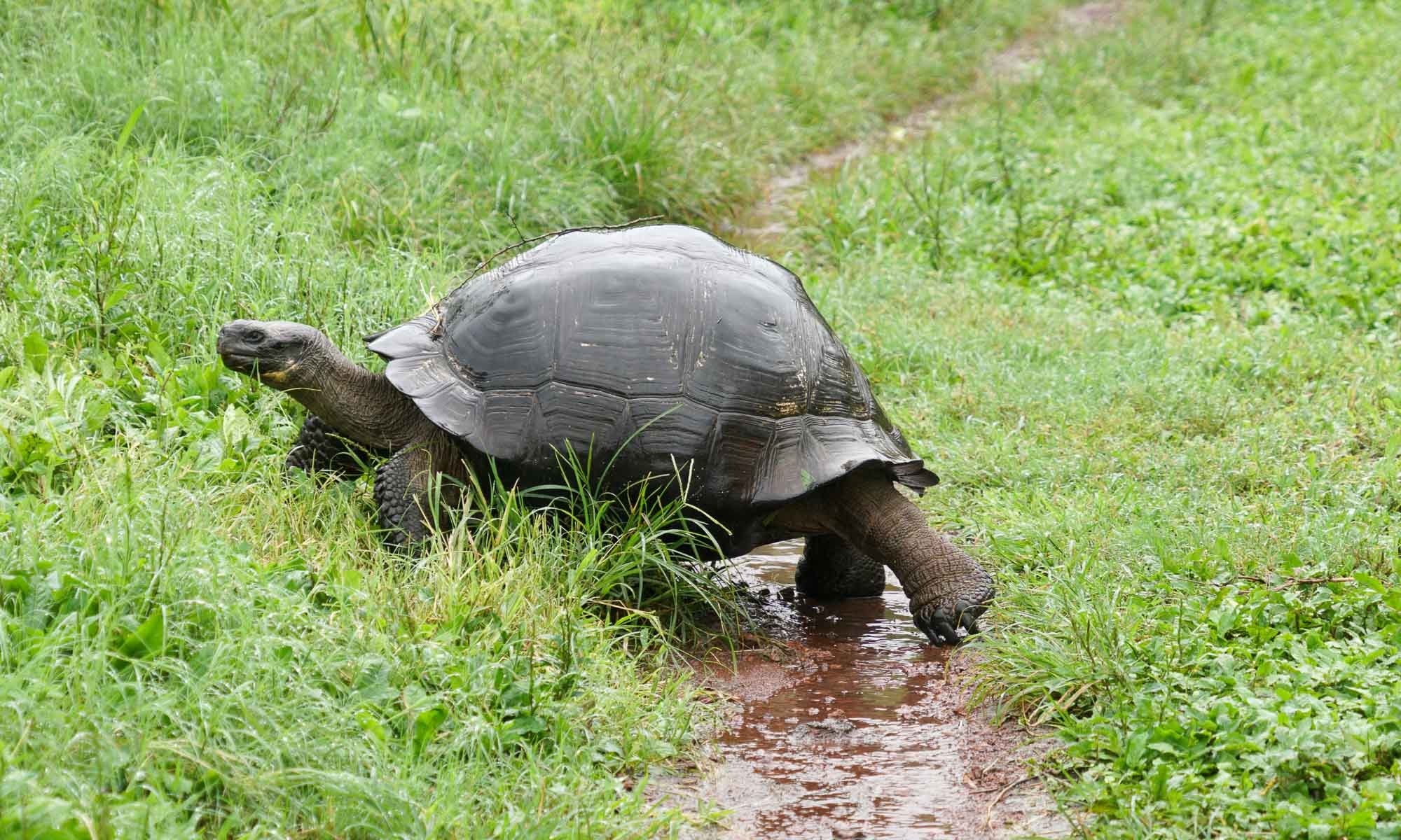 A giant tortoise crossing our path