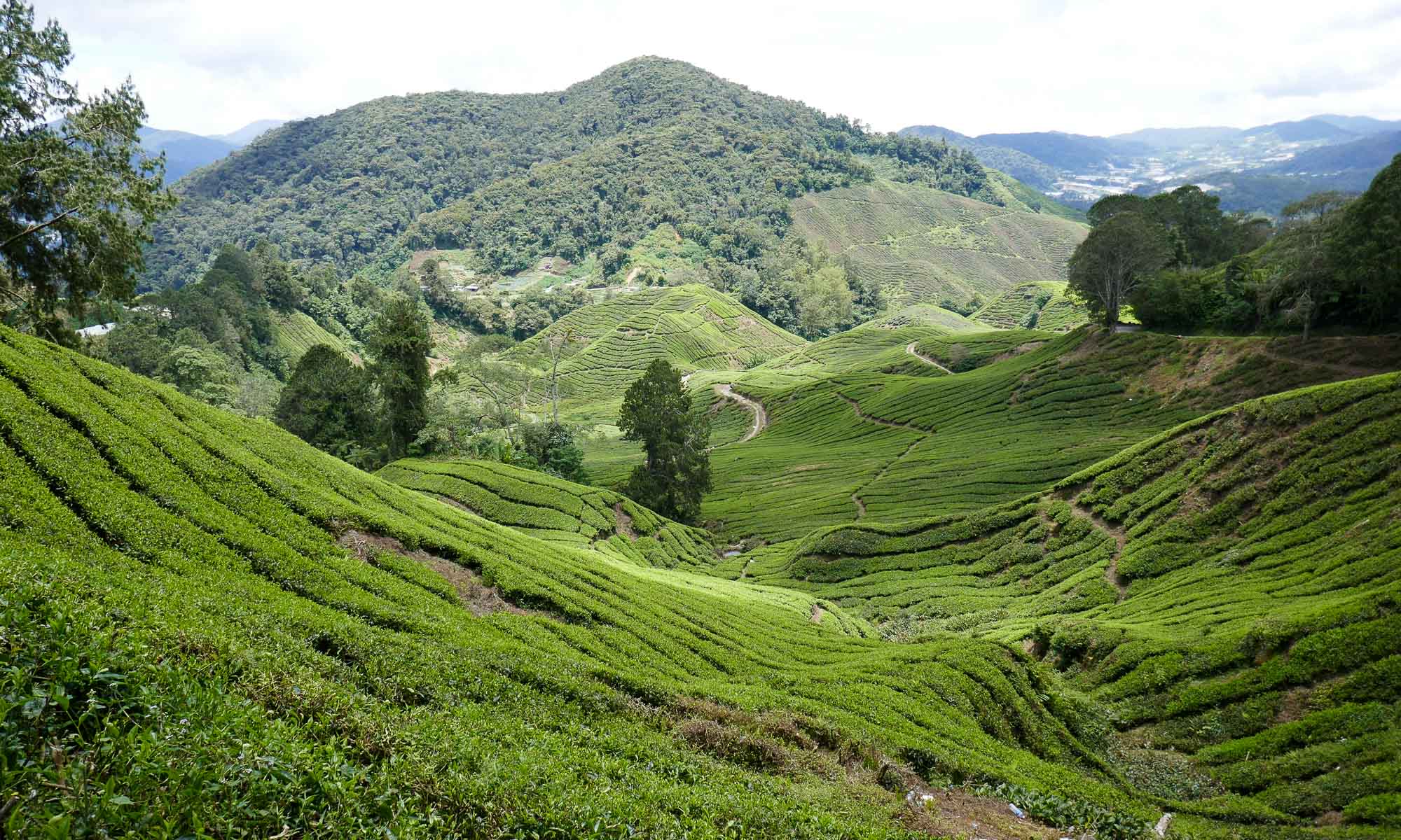 Camaron Highlands tea plantations